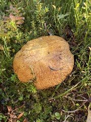Suillus tomentosus