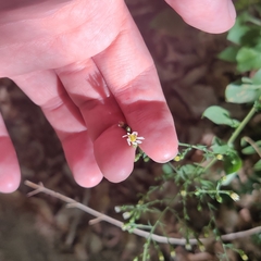 Symphyotrichum drummondii