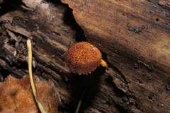 Flammulaster erinaceellus