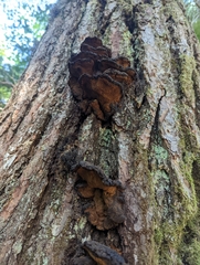 Ischnoderma benzoinum