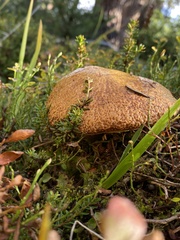 Suillus tomentosus