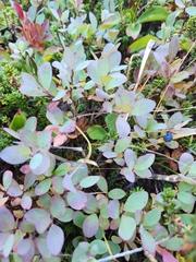 Vaccinium uliginosum