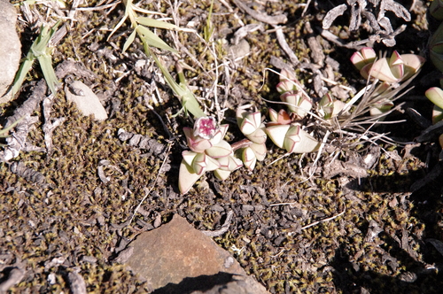 Antimima limbata