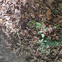 Symphyotrichum drummondii