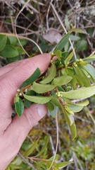 Symplocos theiformis