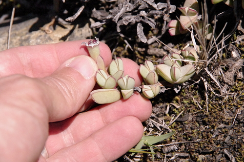 Antimima limbata