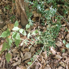 Symphyotrichum drummondii