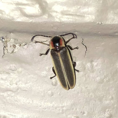 Photinus