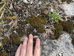 Tortella tortuosa