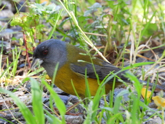 Phrygilus patagonicus