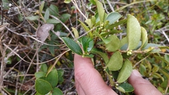 Symplocos theiformis