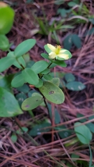 Hypericum crux-andreae