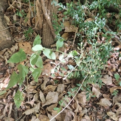 Symphyotrichum drummondii