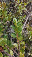 Symplocos theiformis