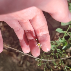 Symphyotrichum drummondii