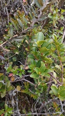 Symplocos theiformis