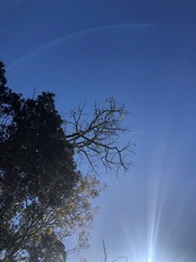 Brachychiton discolor