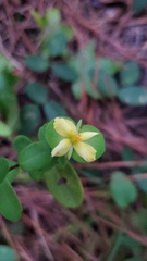 Hypericum crux-andreae