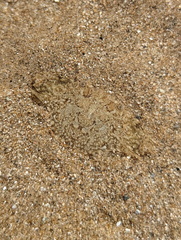 Portunidae