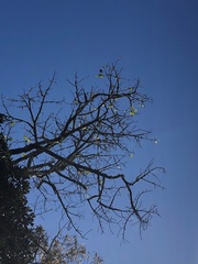 Brachychiton discolor