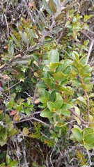 Symplocos theiformis