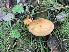 Cuphophyllus pratensis