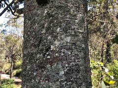 Brachychiton discolor