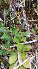 Symplocos theiformis