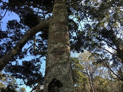 Brachychiton discolor