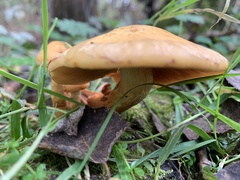 Cuphophyllus pratensis