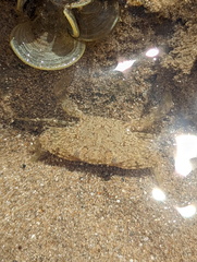 Portunidae