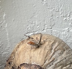 Anolis sagrei