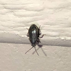 Stygnocoris