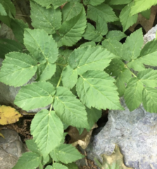 Aegopodium podagraria