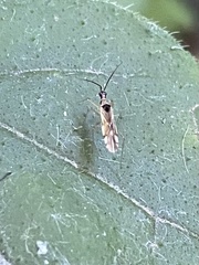 Hyaliodes