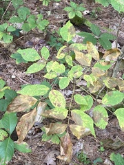 Fraxinus americana