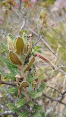 Agesander ruficornis