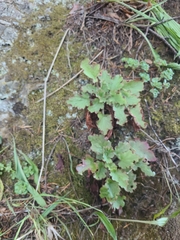 Heuchera micrantha