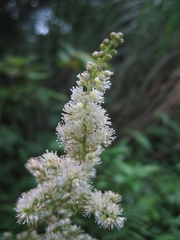 Astilbe longicarpa