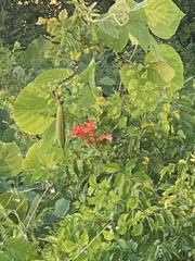 Campsis radicans