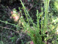 Galium leptogonium