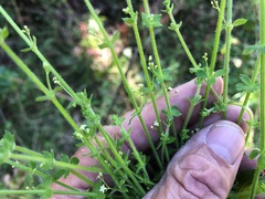 Galium leptogonium