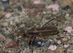 Oncocephalus annulipes