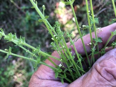 Galium leptogonium