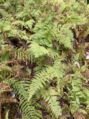 Dennstaedtia punctilobula