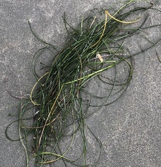 Zosteraceae