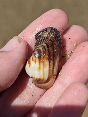 Arcidae