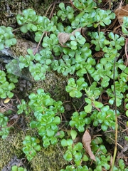 Sedum oreganum