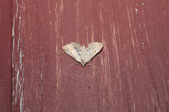 Acentropinae