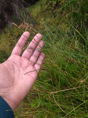 Eleocharis multicaulis